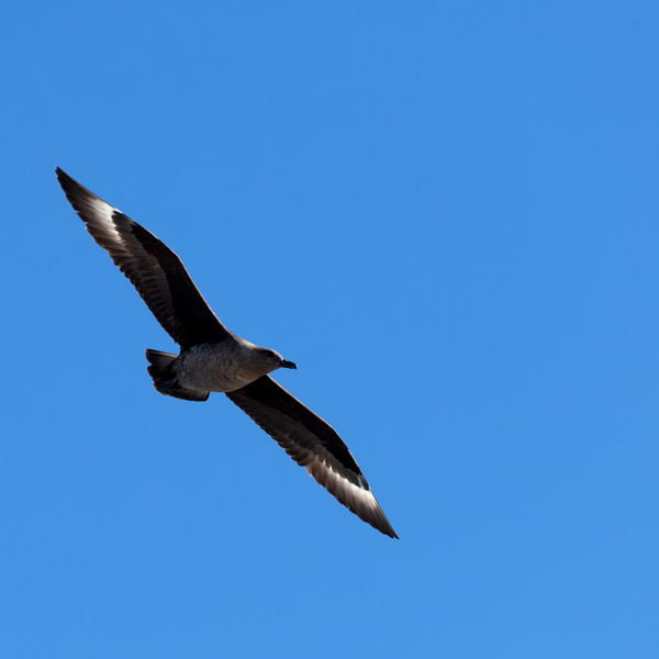 Skua