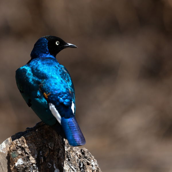 Splendid Starling, Tanzania