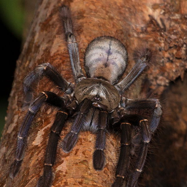 Tarantula, Borneo