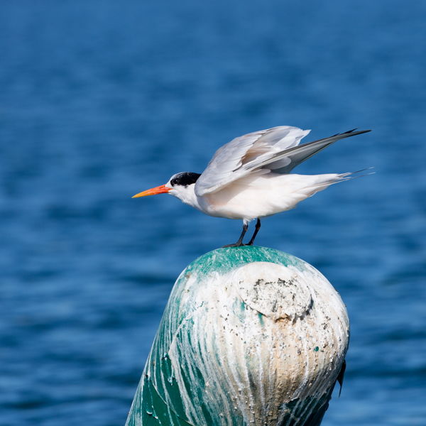 Tern, California