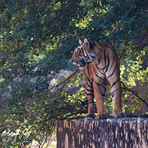Lightning's Grand Day Out (Tiger T83), Ranthambhore