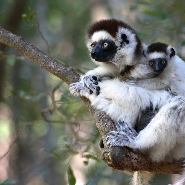 Verreauxs Sifaka, Madagascar