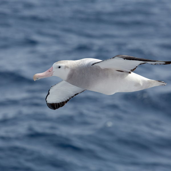Wandering Albatross