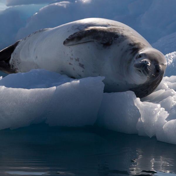 Weddell Seal