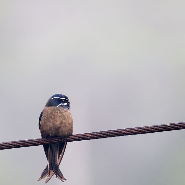 Whiskered Tree Swift, Borneo