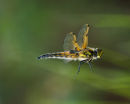 Four Spotted Chaser [Libellula Quadrimaculata]
