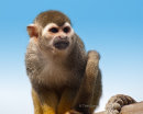 Squirrel Monkey