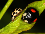 14-spot Ladybird with Harlequin Ladybird