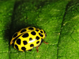 22 -spot Ladybird