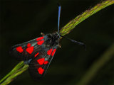 5-spot Burnet