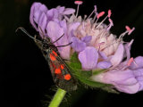 6-Spot Burnet