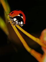 7-Spot Ladybird
