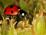 7-Spot Ladybird