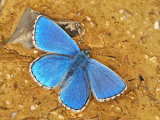 Adonis Blue (Polyommatus bellargus)