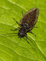 Lacewings & Scorpion Flies