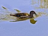Wood Duck