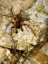Anyphaena accentuata