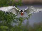 Arctic Tern