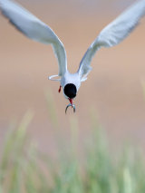 Arctic Tern