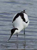 Avocet (with Oystercatcher)