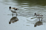 Avocet