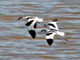 Avocet (with Oystercatcher)