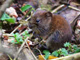 Mice, Rats & Voles
