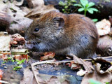 Bank Vole