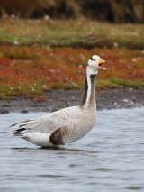Bar-headed Goose (Anser indicus)