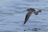 Bar-tailed Godwit