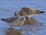 Bar-tailed Godwits