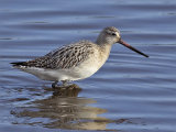 Bar-tailed Godwits