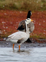 Bar-headed Goose (Anser indicus)