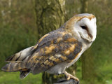 Barn Owl