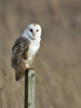 Barn Owl