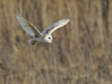 Barn Owl