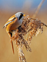 Bearded Tit