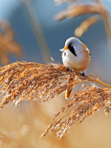 Bearded Tits (Panurus biarmicus)