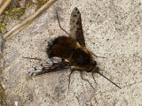 Bombylius discolor