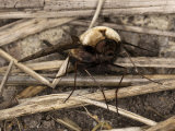 Bombylius discolor