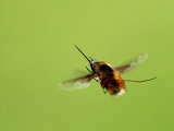 Bombylius major