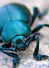 Bloody-nosed Beetle