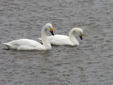 Bewick's Swans