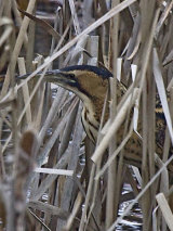 Bittern (Botaurus stellaris)