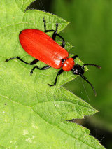 Black-headed Cardinal Beetle