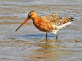 Black-tailed Godwit