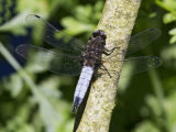 Black-tailed Skimmer