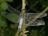 Black-tailed Skimmer