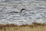 Black-throated Diver