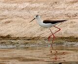 Black-winged Stilt